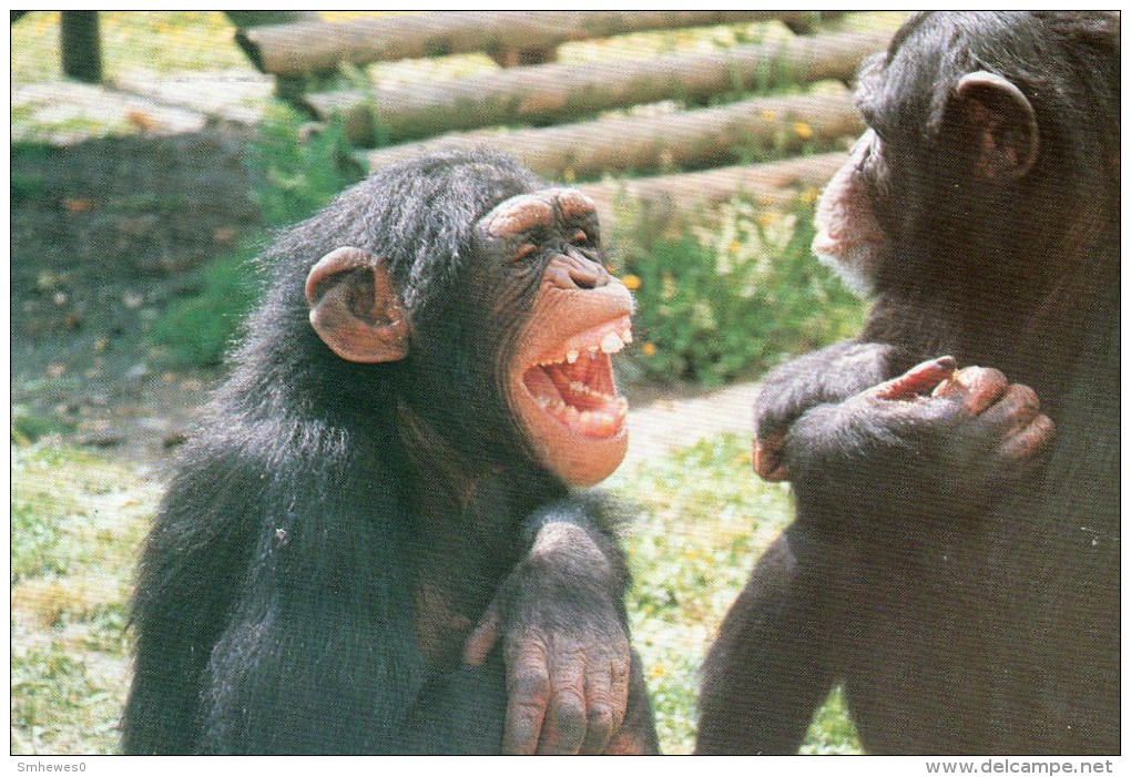 Postcard - Chimpanzees At Monkey World. A - Monkeys