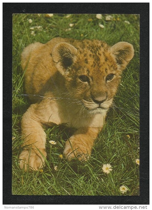 England Great Britain Postal Used Picture Postcard  With Stamps U K  To Pakistan  Tiger Animal - Other & Unclassified