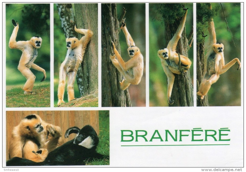 Postcard - Gibbons At Branfere. 2230 - Monkeys