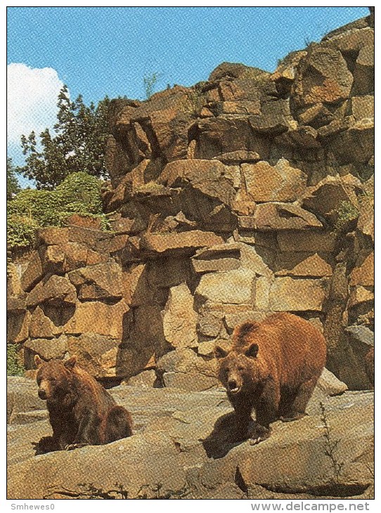 Postcard - Bears At Tierpark Berlin. A - Bears