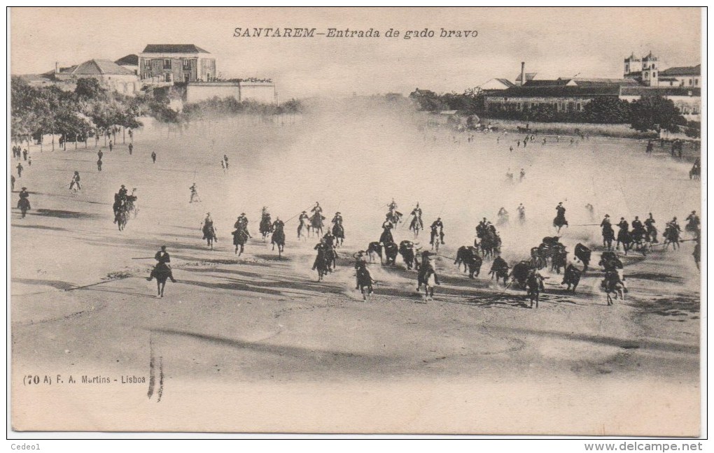 SANTAREM   ENTRADA DE GADO BRAVO - Santarem