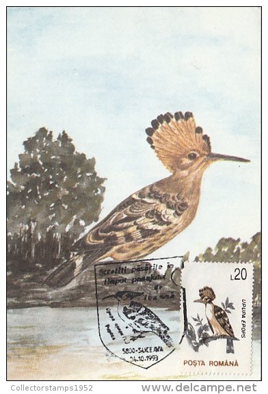 15730- BIRDS, HOOPOE, MAXIMUM CARD, 1993, ROMANIA - Specht- & Bartvögel