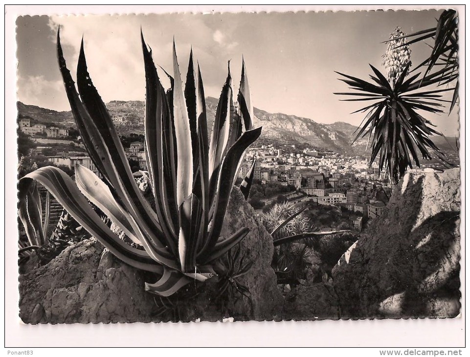 -- MONACO: Jardin Exotique: Agave Americana, Yucca En Fleur Et Vue Sur La Ville - Cpsm - - Exotische Tuin