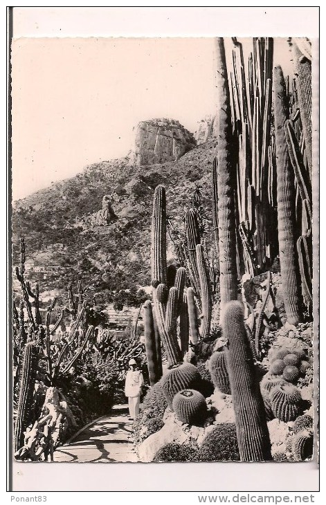 -- MONACO: Jardin Exotique: Cereus, Pilocereus Et Echinocactus - Garde Monégasque - Cpsm - - Exotische Tuin