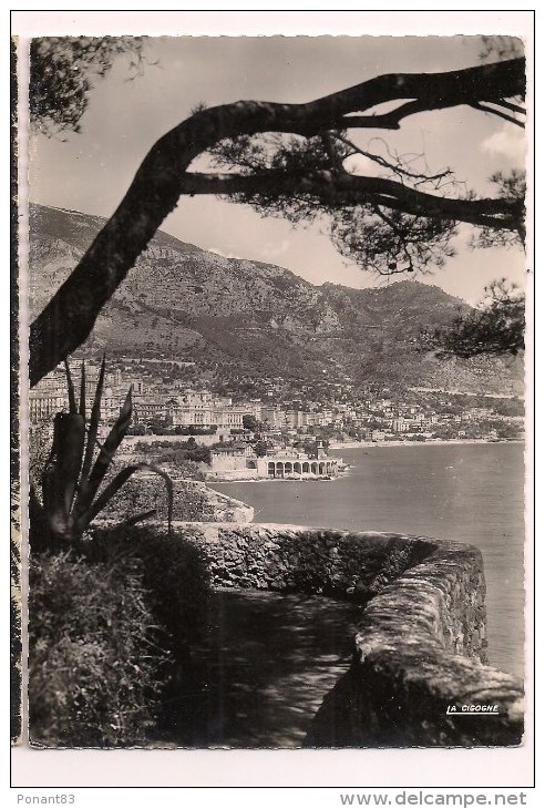 -- MONTE-CARLO:  Vu Du Rocher De Monaco -  Pin, Agave  - Cpsm - - Jardin Exotique