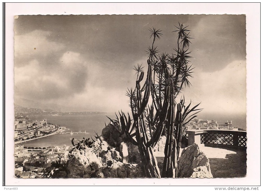 -- MONTE-CARLO:  La Principauté De  Monaco  Vue à Travers Les Cereus Et Yuccas Du Jardin Exotique  - Cpsm - - Exotische Tuin