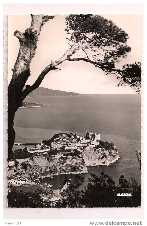 -- MONACO:  Le Rocher Et Vue Sur L'Italie - Pin - Cpsm - 1955 - Timbre 8F Rainier - - La Condamine