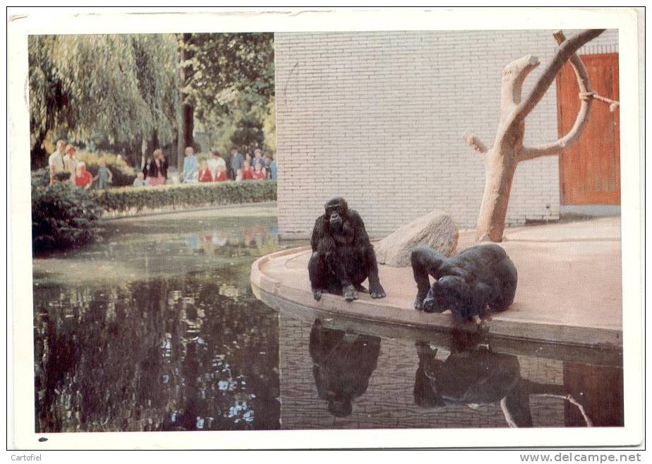 ANTWERPEN-ZOO-DIERENTUIN-BERGGORILLA´S-VERZONDEN KAART-UITGAVE ZOO ANTWERPEN - Antwerpen