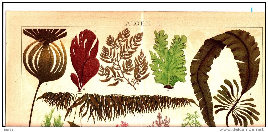 Ca 1890 MARINE SEA ALGAE SEAWEEDS Antique Chromolithograph Print - Other & Unclassified