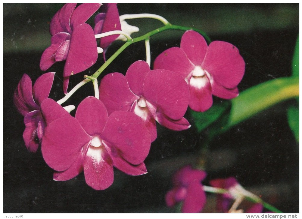 Orchidée Carte Postale - Fleurs