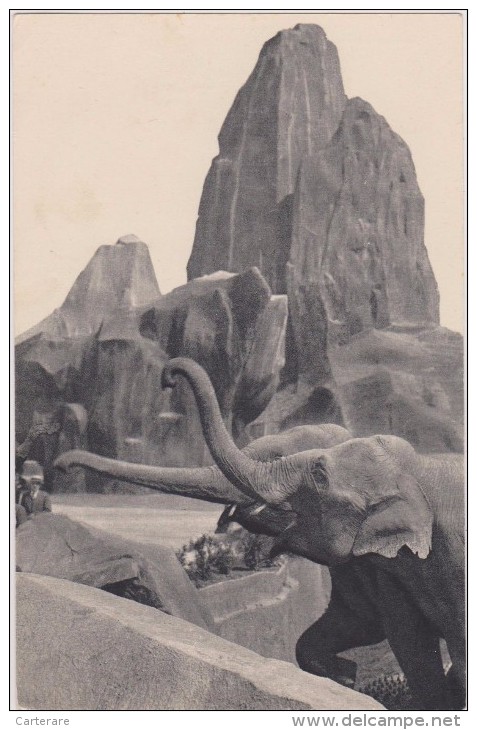 Cpa,éléphants D´asie Du Park Zoologique Du Bois De Vincennes Paris,muséum Nationale D´histoire Naturel,rare - Elefantes