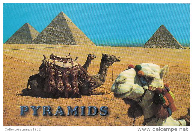 15928- GIZEH PYRAMIDS, CAMELS - Pyramides