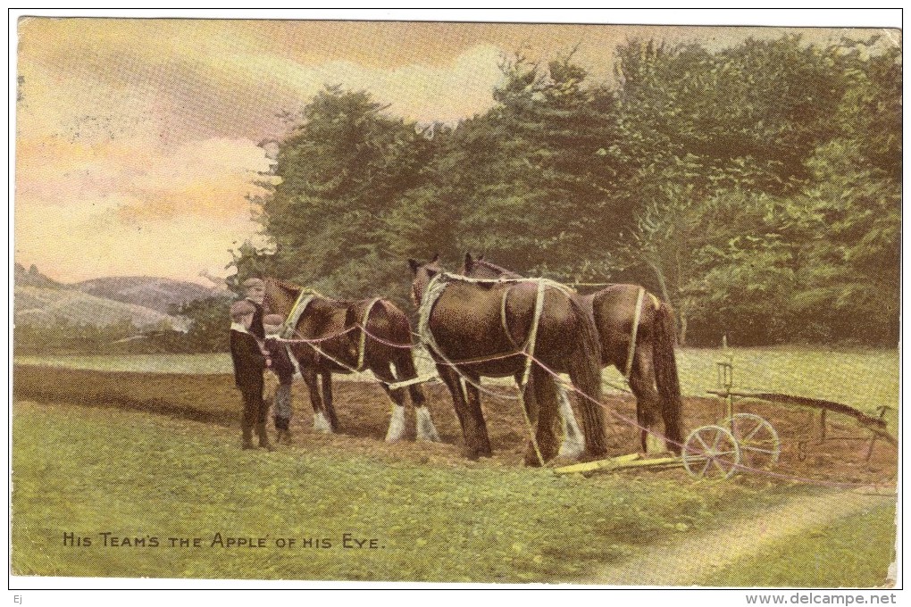 His Team´s The Apple Of His Eye Colour Postcard - Farm Horses - 1914 - Teams