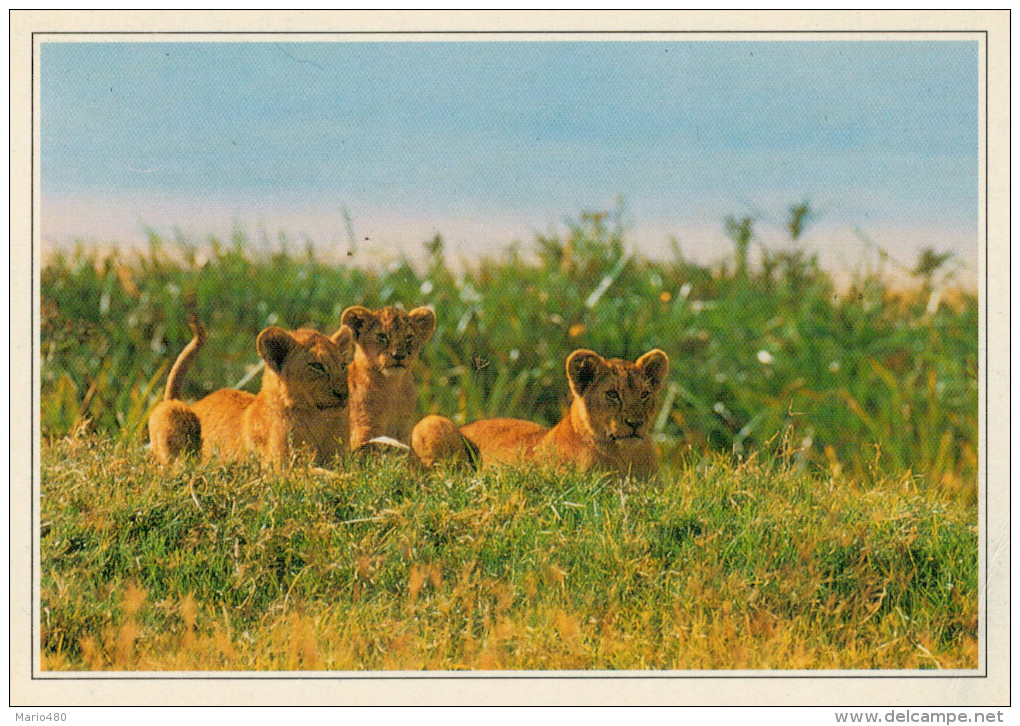 TANZANIA  SERENGETI:  PARCO NAZIONALE       (NUOVA CON DESCRIZIONE DEL SITO SUL RETRO) - Tanzania