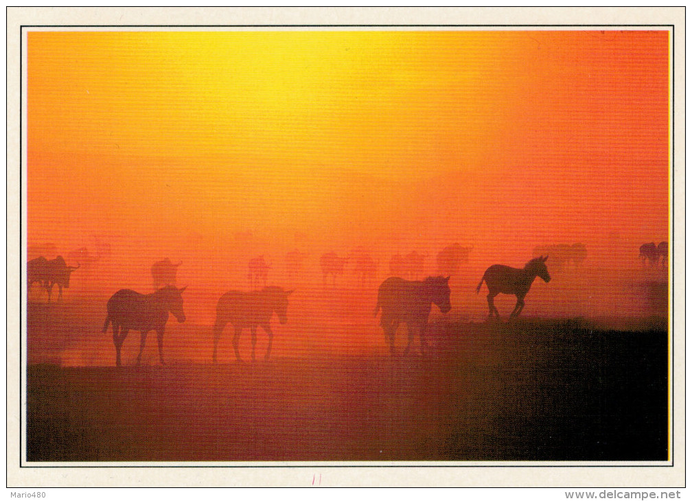 KENYA  MASAI-MARA:  ANIMALI NEL TRAMONTO   (NUOVA CON DESCRIZIONE DEL SITO SUL RETRO) - Kenia