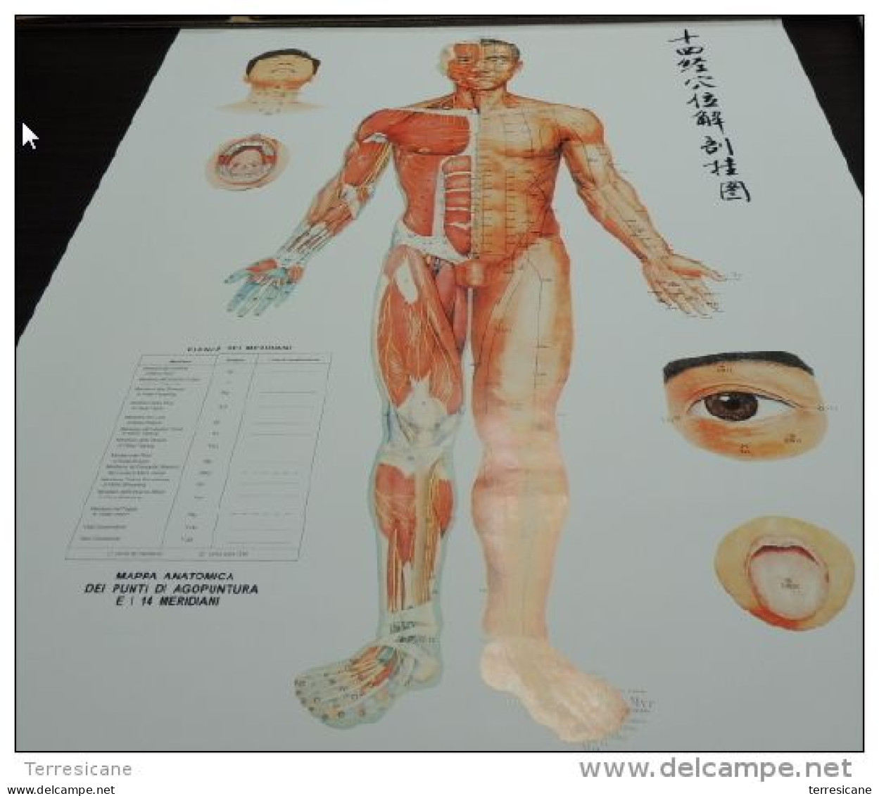 LOTTO 5 TAVOLE POSTER BIG 70X100 AGOPUNTURA SHIATSU QI GONG - Unclassified