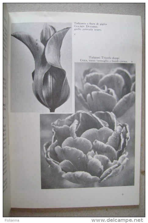 PCO/56 I TULIPANI E Piante Bulbose Primaverili Vallardi 1959 - Jardinería