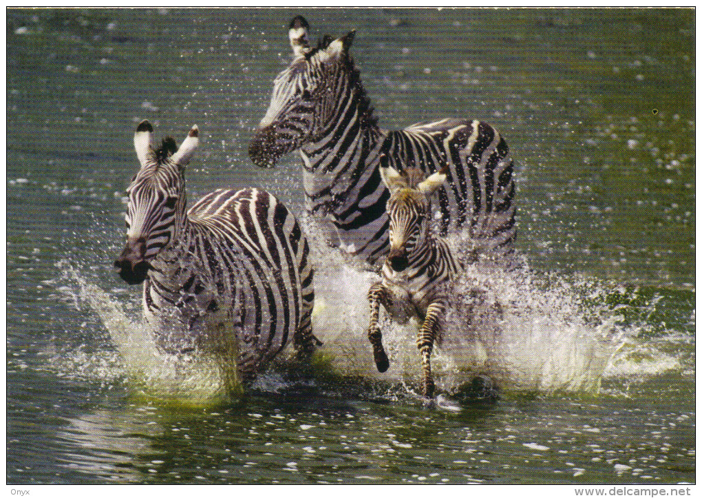 ZEBRES - Zebra's