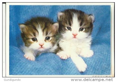 Carte Glacée De ( Couple De Chats....Gentis Chatons - Chats