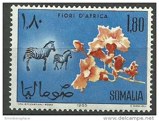 Somalia - 1965 Begonia & Zebras 1s80  MNH **        SG 435  Sc 286 - Somalie (1960-...)