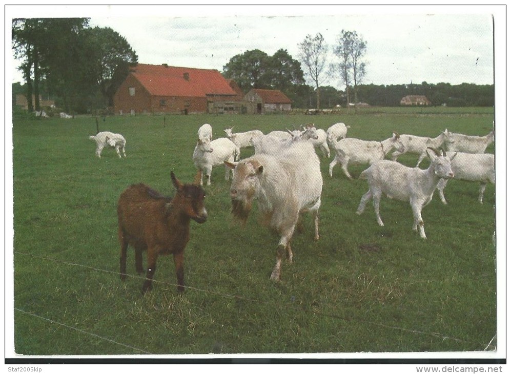 HET VEEN - Staf Larochelaan 47 Brecht - 1995 - Geiten - Brecht