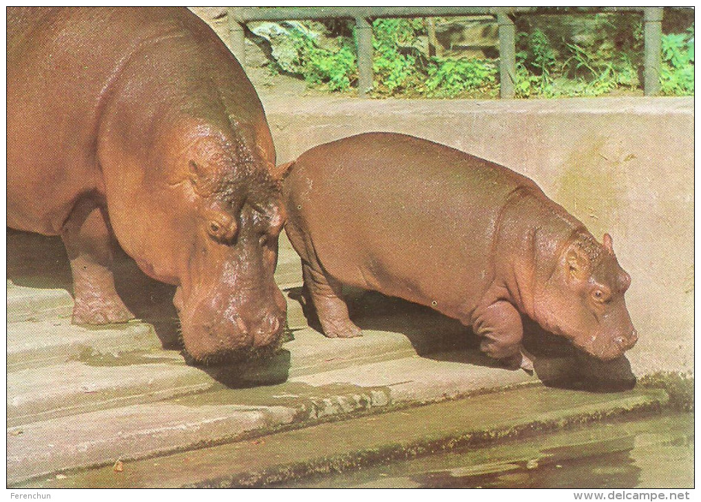 HIPPOPOTAMUS * BABY HIPPO * ANIMAL * ZOO & BOTANICAL GARDEN * BUDAPEST * KAK 0028 731 * Hungary - Hippopotames