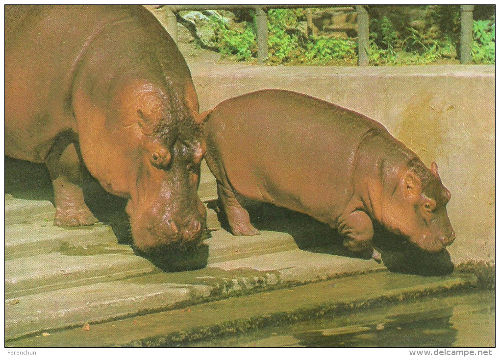 HIPPOPOTAMUS * BABY HIPPO * ANIMAL * ZOO & BOTANICAL GARDEN * BUDAPEST * KAK 0028 762 * Hungary - Hippopotamuses