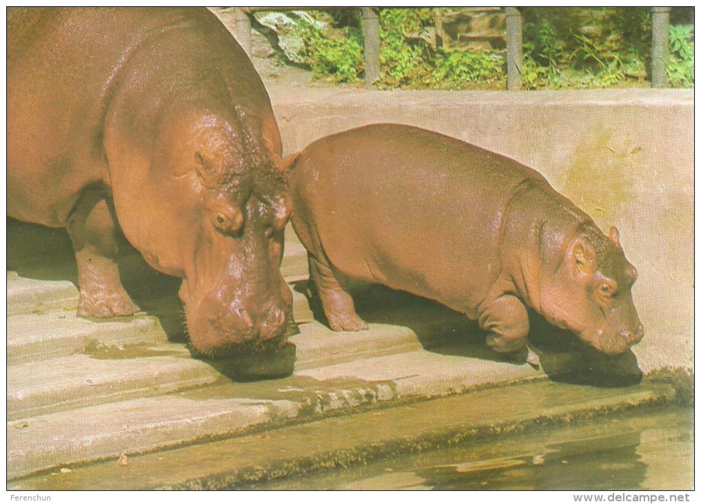 HIPPOPOTAMUS * BABY HIPPO * ANIMAL * ZOO & BOTANICAL GARDEN * BUDAPEST * KAK 0028 771 * Hungary - Hippopotamuses