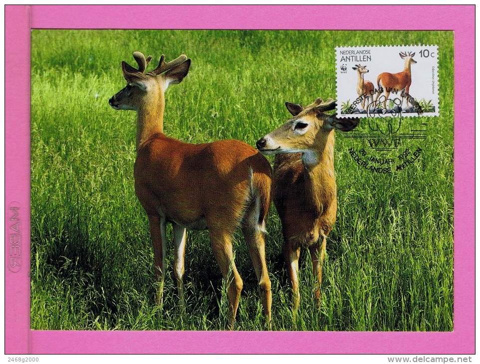 White-tailed Deer WWF Fdc Pmk 1992 Nederlanndse Antillen Animals Animaux Faune Carte Maximum Card Maxicard Mc71 - Other & Unclassified