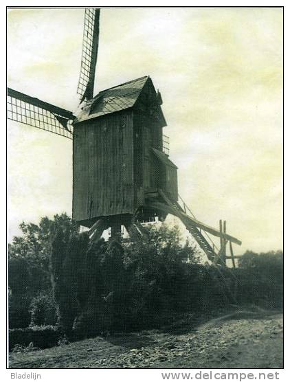 WAASMUNSTER (O.Vl.) - Molen/moulin - Prentkaart Van De Verdwenen Neermolen, Naar Oude Amateurfoto - Waasmunster