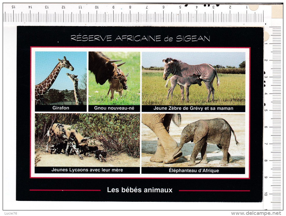 GUEPARD   -   Réserve Africaine  - Bébés  Animaux  -   5 Vues : Girafon, Gnou, Zèbre De Grévy, Lycaons,  Elephanteau - Sigean