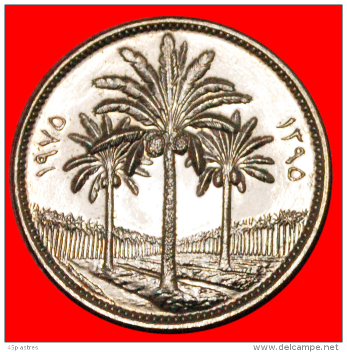 * PALM-TREES IRAQ  50 FILS 1975-1395 UNC!  LOW START NO RESERVE! - Iraq