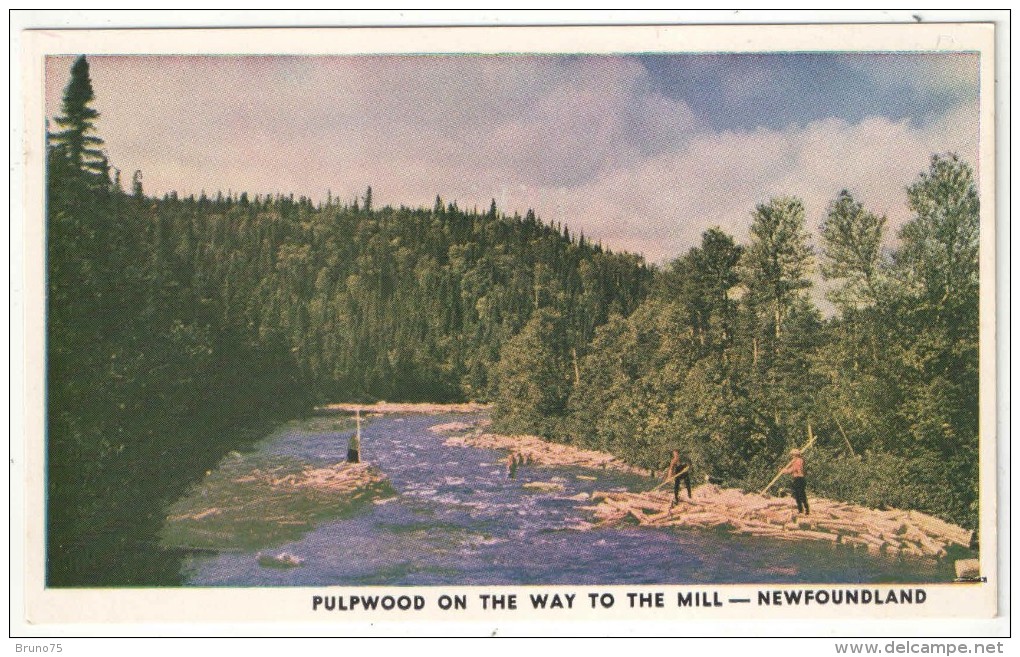 Pulpwood On The Way To The Mill - Newfoundland - Autres & Non Classés