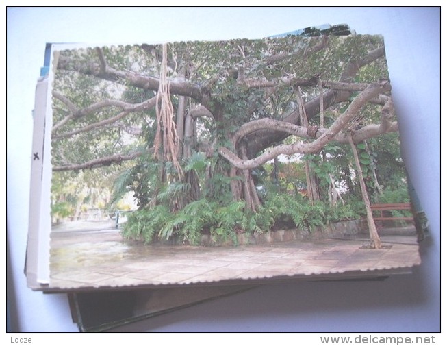 Australia Queensland Rockhampton Botanical Gardens Nice Tree - Rockhampton