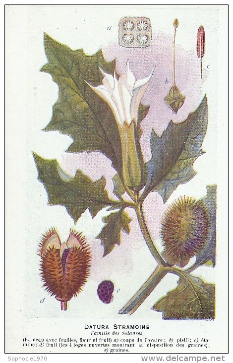 SANTE - PLANTES MEDICINALES - Laboratoire Fumouze - Illustrateur H. FRANTZ - Dos : Utilisation - Datura Stramoine - Salute