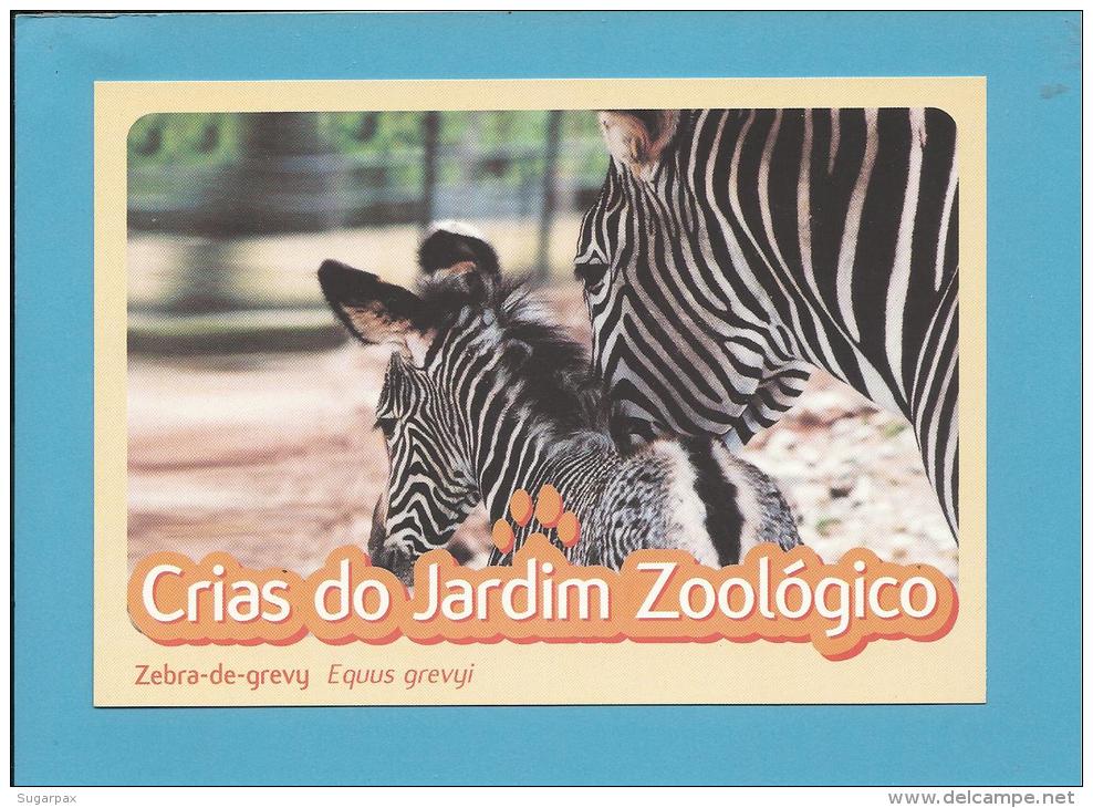 Zebra-de-grevyi ( Equus Grevyi ) - Crias Do Jardim Zoológico - Lisbon ZOO Lisboa - Portugal - Zebras