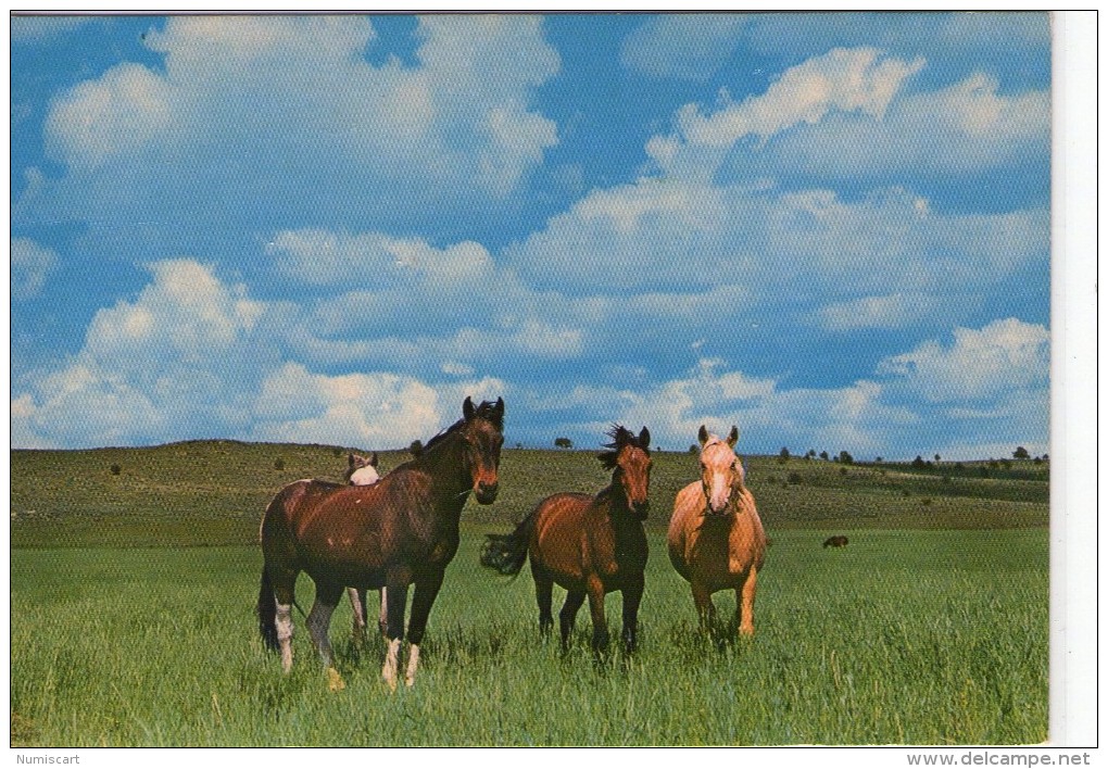 Chevaux.. Cheval.. Prairie.. Champ.. Hippisme.. élevage - Horses