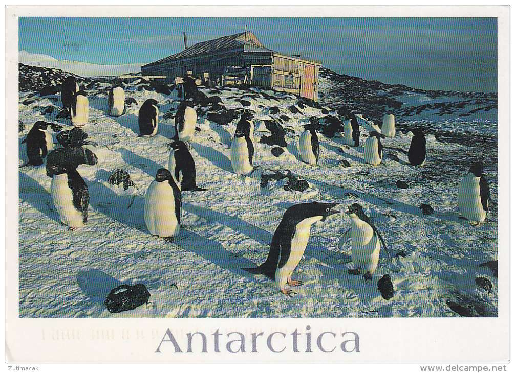 Italian Scientific Expedition Cape Royds Antarctica - Penguin Colony - Climbing