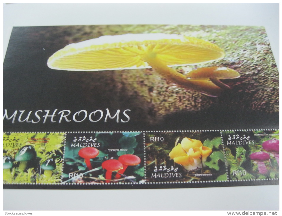 Maldives-Mushrooms - Champignons