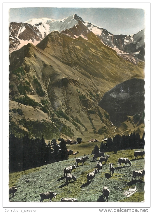 Cp, Agriculture, Pâturage Face à L'aiguille De Bionnassay, écrite - Crías