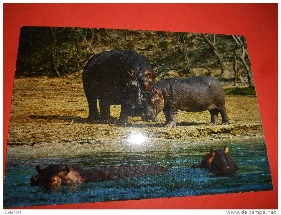 B642 Ippopotami Non Viaggiata - Hippopotames