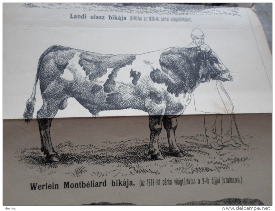 Bull -  Italian Bull (Landi) -Werlein Montbéliard -Collin Ketton  - Hungarian Print  1879 -DI15.2 - Non Classés