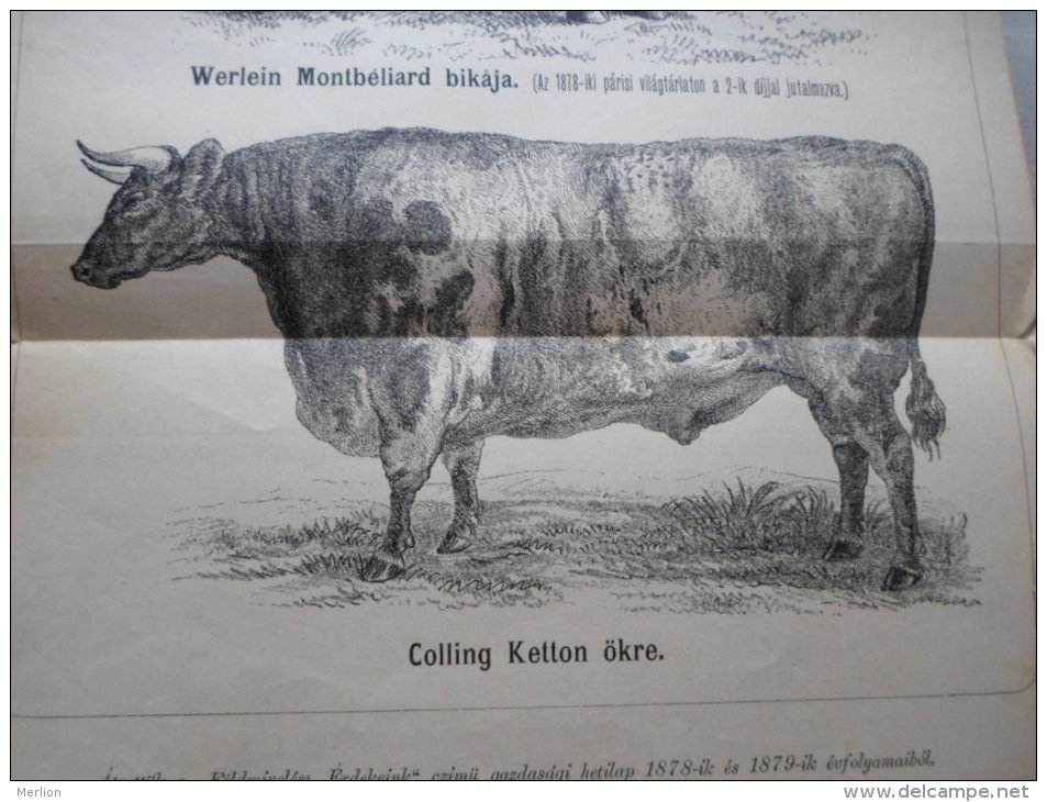 Bull -  Italian Bull (Landi) -Werlein Montbéliard -Collin Ketton  - Hungarian Print  1879 -DI15.2 - Non Classés