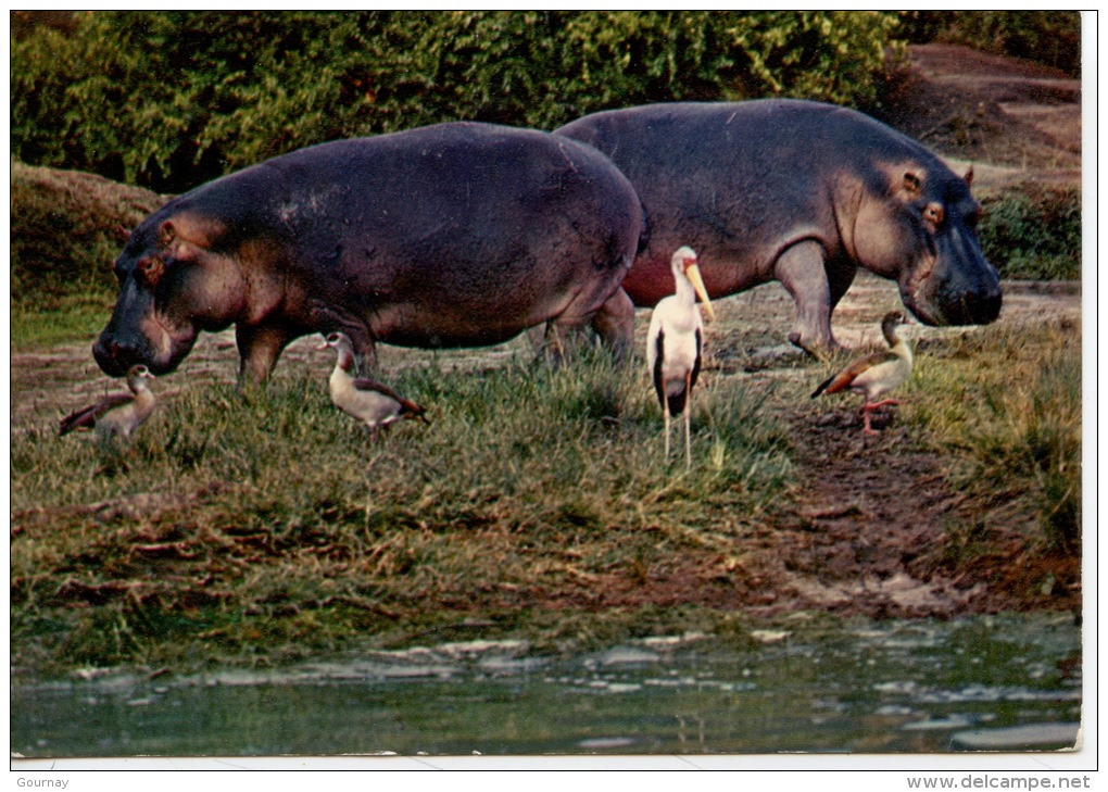 Hippopotames (hippopotamus) Flusspferd - N°9020 Coll Club - Hippopotamuses