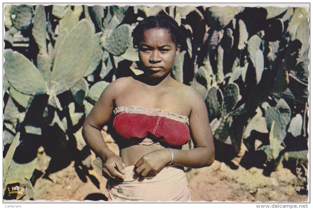 MADAGASCAR,MADAGASIKARA,M ALAGASY,ile,sud équateur,ex Colonie Française,métier,figuier De BARBARIE,agricultrice Sexy - Madagascar