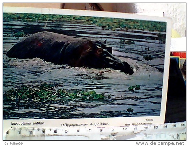 IPPOPOTAMO  HIPPO  AFRICA  VB1969 IT ET16595 - Flusspferde