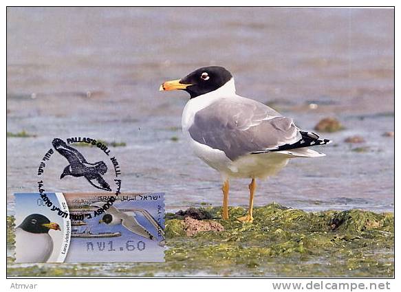 ISRAEL (2010) - Carte Maximum Card - ATM AMIEL - Larus Ichthyaetus / Great Black Headed Gull / Goéland Ichthyaète - Bird - Tarjetas – Máxima