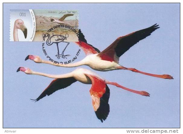 ISRAEL (2010) - Carte Maximum Card - ATM AMIEL - Phoenicopterus Ruber / American Flamingo / Flamant Caraïbes - Tarjetas – Máxima