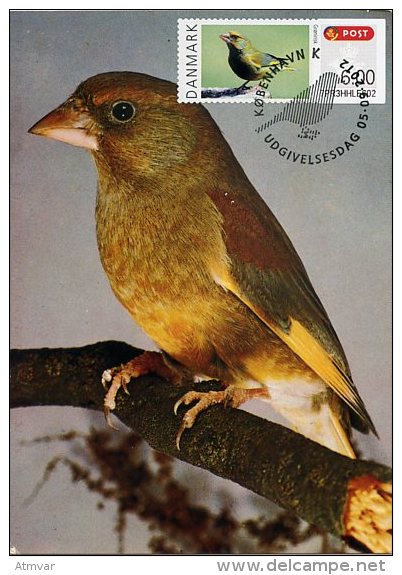 DENMARK / DANEMARK (2012) - Carte Maximum Card ATM - Bird, Oiseau Verdier / Greenfinch / Grønirisk (Carduelis Chloris) - Cartoline Maximum