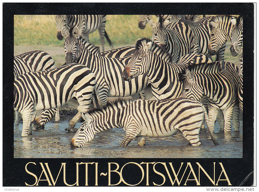 BOTSWANA - Savuti 2002 - Botswana